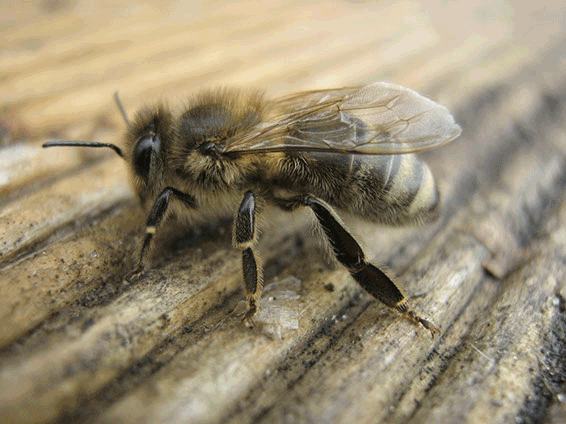 apis mellifera carnica